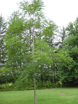 Kentucky Coffee Tree (Gymnocladus dioicus) - 3 gallon TREE