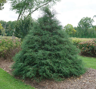 Haywire™ falsecypress (Chamaecyparis 'Haywire') - QT