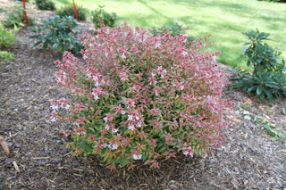 Poco Loco® Abelia (ABELIA POCO LOCO) - QT