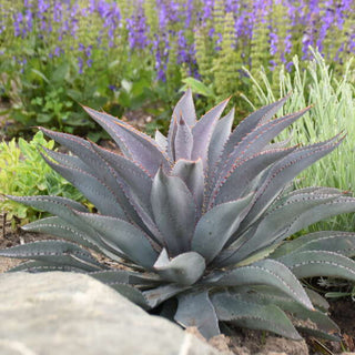 Purple People Eater Mangave (Mangave 'Purple People Eater') - QT
