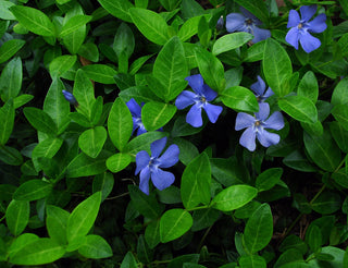 Common Periwinkle (Vinca minor) - QT