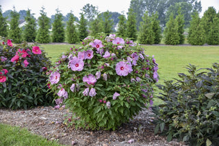 Summerific® 'Lilac Crush' Rose Mallow (Hibiscus x 'Summerific Lilac Crush') - 1 gallon
