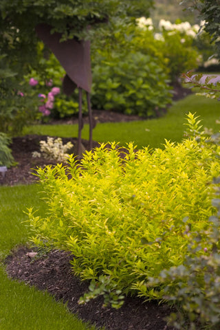 Chardonnay Pearls® Deutzia (Deutzia gracilis 'Chardonnay Pearls') - QT