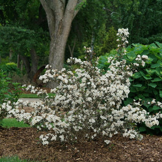 Wine & Spirits® Weigela (Weigela florida 'Wine and Spirits') - QT