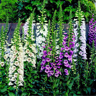 Camelot Lavender Foxglove (Digitalis x 'Camelot Lavender') - 1 gallon
