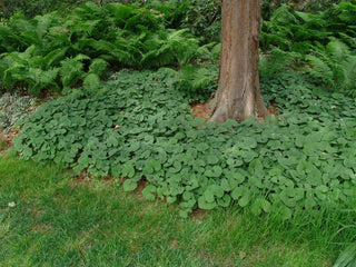 Canada Wild Ginger (Asarum canadense) - 1 gallon