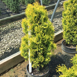Jantar arborvitae (Thuja occidentalis 'Jantar') - 3 gallon 18"