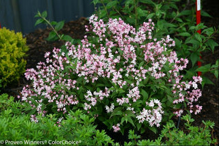 Yuki Cherry Blossom® Deutzia (Deutzia yuki 'Cherry Blossom') - 2 gallon 12"