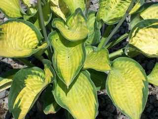 Paul’s Glory Plantain Lily (Hosta pauls 'Glory') - 1 gallon