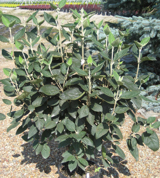 Allegany Viburnum (Viburnum rhytidophyllum 'Alleghany') - 3 gallon 18-24"