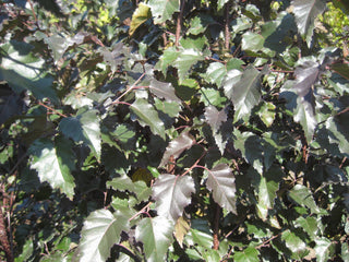Royal Frost® Birch (Betula x 'Royal Frost') - 3 gallon 48"