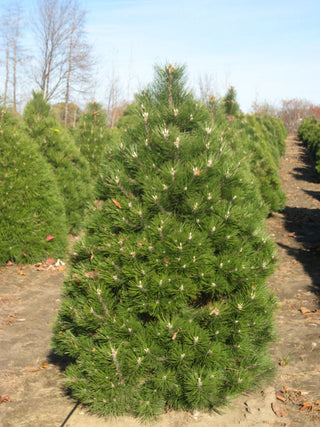 Austrian Pine (Pinus nigra) - 1 gallon 12"