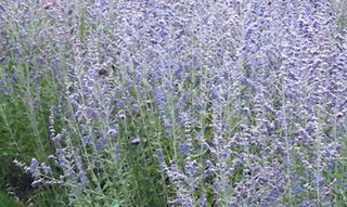 Blue Jean Baby Russian Sage (Perovskia atriplicifolia 'Blue Jean Baby') - 1 gallon