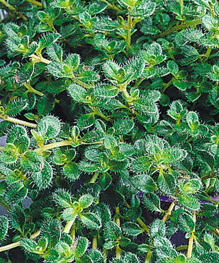 Woolly Thyme (Thymus pseudolanuginosus 'Pseudo. Wooly') - 1 gallon