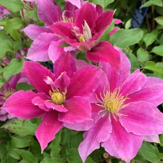 Vicki™ Clematis (Clematis vicki) - 1 gallon