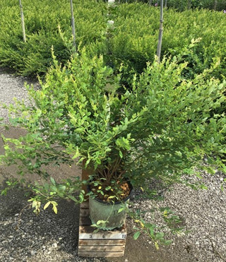 Candy Girl Bush Clover (Lespedeza candy 'Girl') - 3 gallon 15"