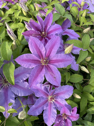 Tumaini™ Clematis (Clematis tumaini) - 1 gallon