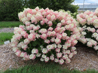 French Manicure™ Hydrangea Paniculata (Hydrangea paniculata 'Bailpantwo' ) - QT