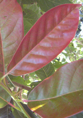 Wildfire Blackgum (Nyssa sylvatica 'Wildfire') - 3 gallon TREE
