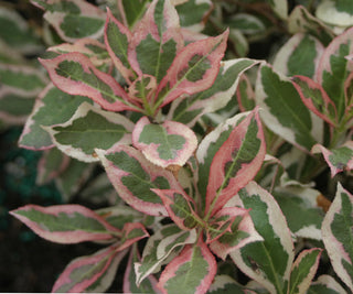 My Monet® Weigela (Weigela x 'Verweig') - QT