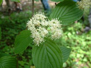 Pagoda Dogwood (Cornus alternifolia) - 3 gallon 36"