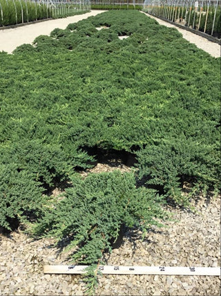 Dwarf Japanese Garden Juniper (Juniperus chinensis 'Nana') - 1 gallon 6"