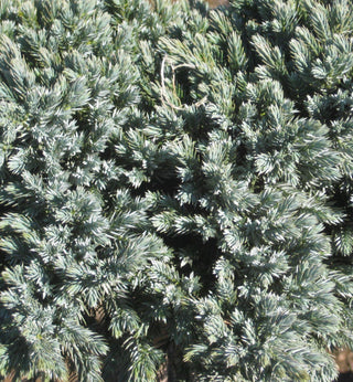 Blue Star Juniper (Juniperus squamata 'Blue Star') - 1 gallon 6"