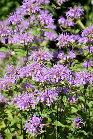 Blue Stocking Bee Balm (Monarda D 'Blue Stocking') - 1 gallon