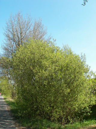 Pussy Willow (Salix caprea) - 1 gallon