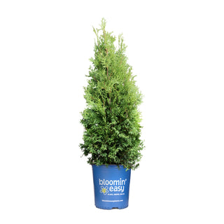 Private Jet™ Arborvitae (Thuja occidentalis 'King of Brabant') - 1 gallon