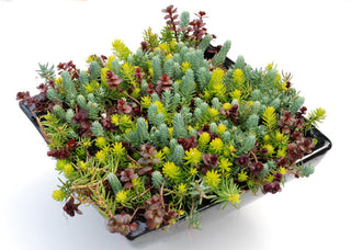 Flaming Carpet Stonecrop (Sedum 'Flaming Flaming Carpet') - QT
