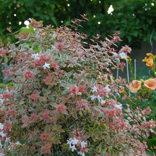 Tres Amigos® Abelia (Abelia grandiflora ‘Tres Amigos’) - QT