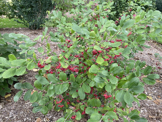 Berry Scape® Aronia (Aronia arbutifolia’Berry Scape’) - QT