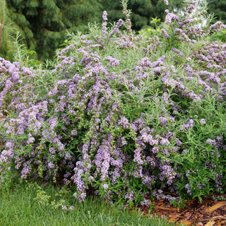 Mop Top® Butterfly Bush (BUDDLEIA ALT MOP TOP) - QT