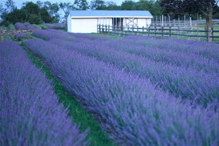 Phenomenal® Lavender (Lavandula x intermedia 'Phenomenal') - QT