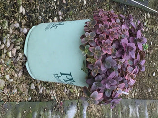 Wildfire Stonecrop (Sedum wildfire) - QT