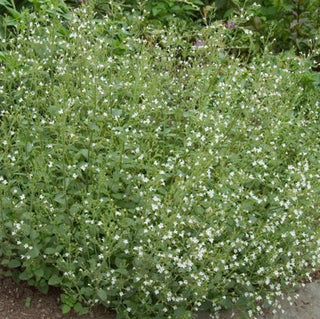 Calamint (Calamintha 'Ssp Nepeta') - QT