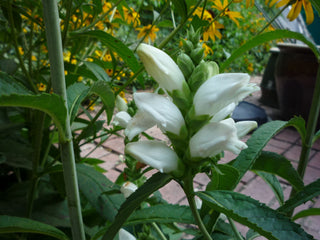 Turtlehead (Chelone glabra) - QT