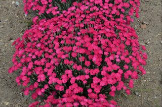 'Paint the Town Magenta' Pinks (Dianthus paint 'The Town Magenta') - QT