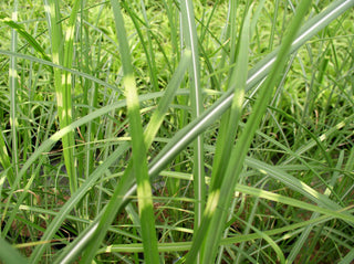 Zebra Grass (Miscanthus sinensis 'Zebrinus') - QT