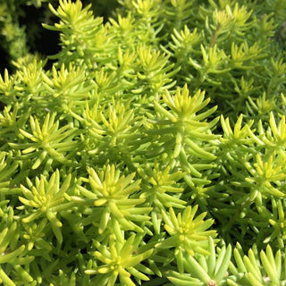 Angelina’s Teacup Stonecrop (Sedum angelinas 'Teacup') - QT