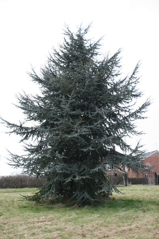 Blue Atlas Cedar (Cedrus atlantica 'Glauca') - 1 gallon