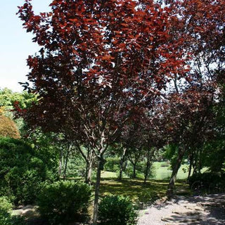 Cherry Plum (Prunus C 'Krauter Vesuvius') - 3 gallon TREE