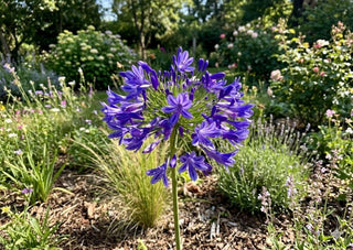 Blue African Lily (AGAPANTHUS AFRICANS BLUE) - 1 gallon