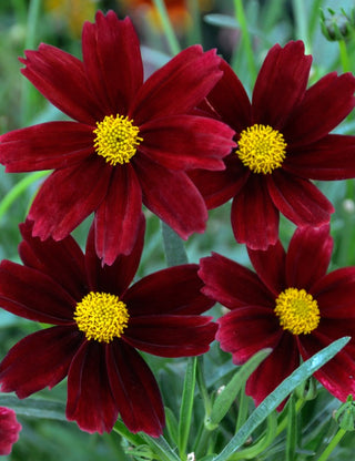Li’l Bang™ Red Elf Tickseed (Coreopsis x 'Lil Bang Red Elf') - QT