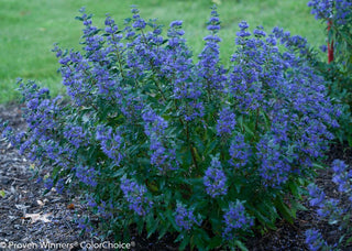 Beyond Midnight® Bluebeard (CARYOPTERIS BEYOND MIDNIGHT) - QT