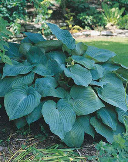 Blue Angel Plantain Lily (Hosta blue 'Angel') - 1 gallon