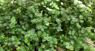 Bowles Dwarf Periwinkle (Vinca minor 'Bowles') - 1 gallon