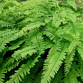 Five Finger Maidenhair Fern (Adiantum 'Five Finger Maidenhair') - 1 gallon