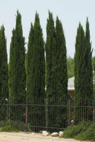 Italian Cypress (Cupressus sempervirens) - 1 gallon